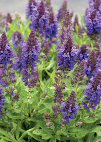 Salvia nemorosa Marcus' ('Haeumanarc')